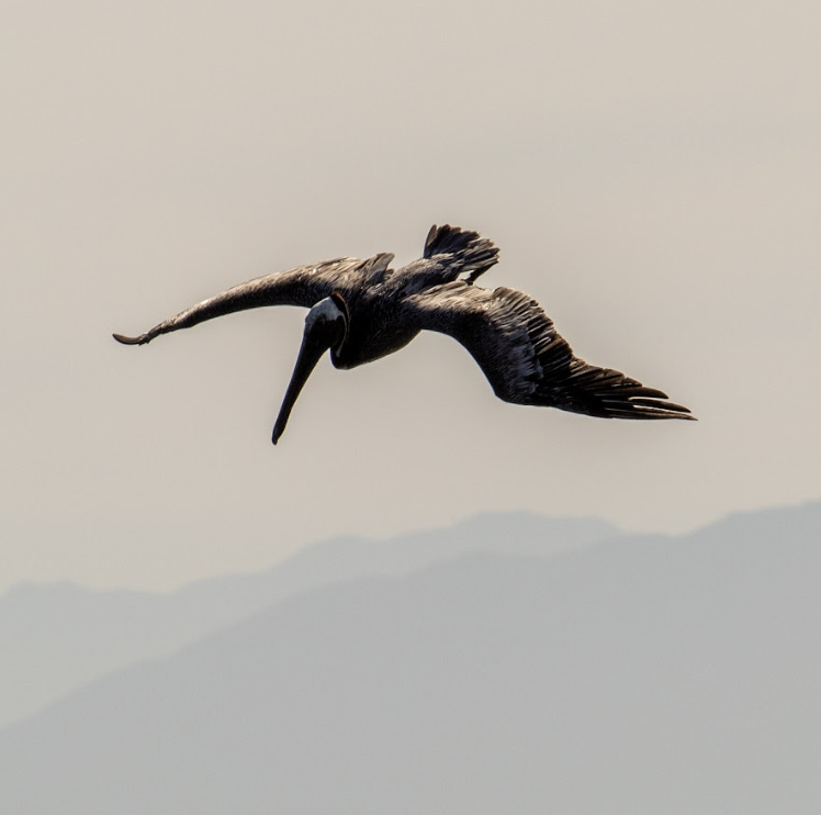 Pélican plongeant dans l'océan avec des montagnes en arrière plan